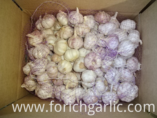 Normal Garlic Size 5 0cm